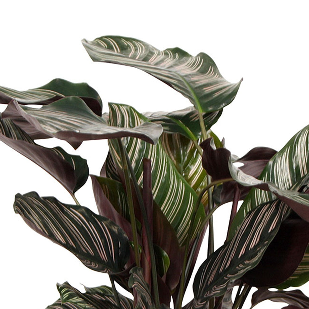 Calathéa Ornata - Calathea ornata