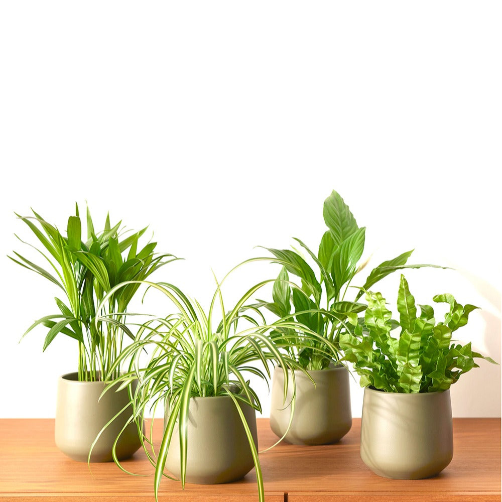 Collection de 4 plantes dépolluantes - Areca dypsis, chlorophytum  'atlantic', asplenium, spathiphylum