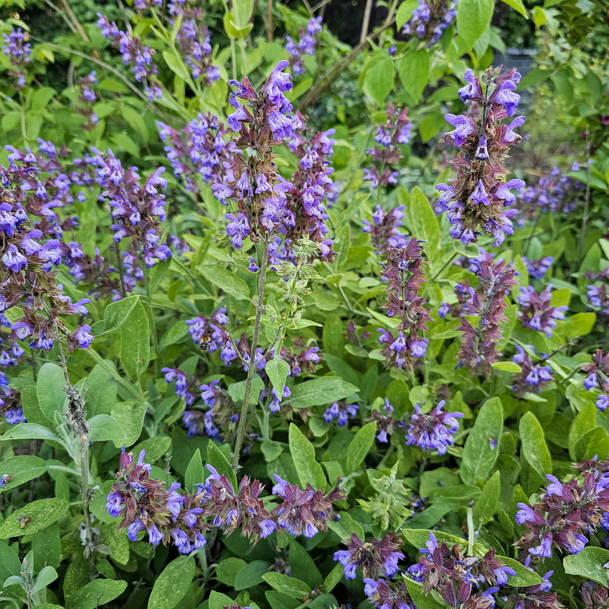 Sauge officinale - Salvia officinalis - Willemse