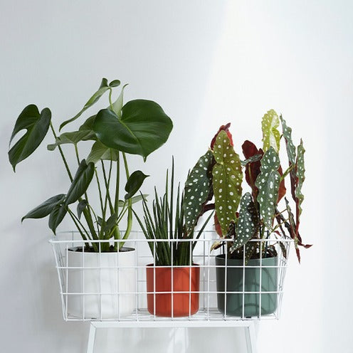 Elho Cache-pot B for soft rond brique - - Willemse