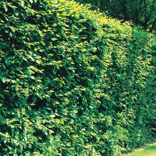 Charme - Carpinus betulus - Willemse