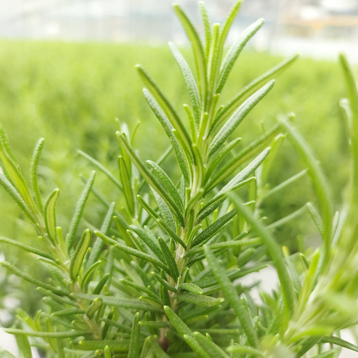 Romarin de Noël - Rosmarinus officinalis Christmas Tree - Willemse