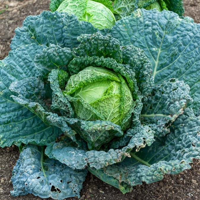 Graines Chou de Milan Hâtif d'Aubervilliers Brassica oleracea
