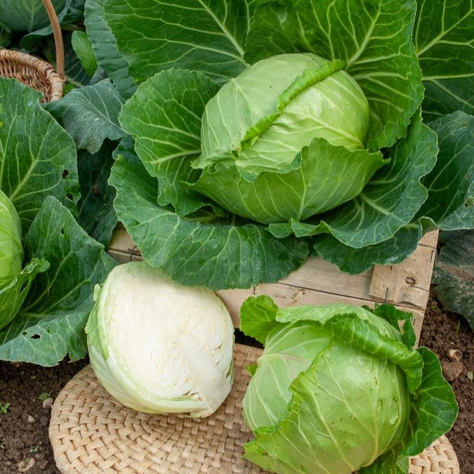 Chou cabus Nantais hâtif - Brassica oleracea capitata nantais hâtif - Willemse