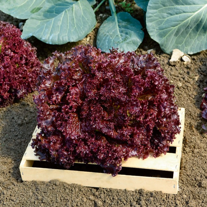 Laitue Lollo Rossa - Lactuca sativa lollo rossa - Willemse