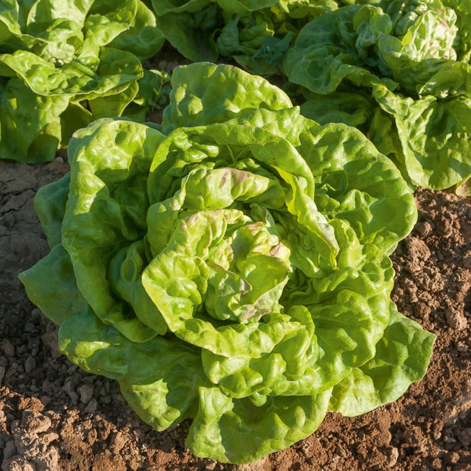 Laitue pommée Reine de Mai - Lactuca sativa Reine de Mai - Willemse