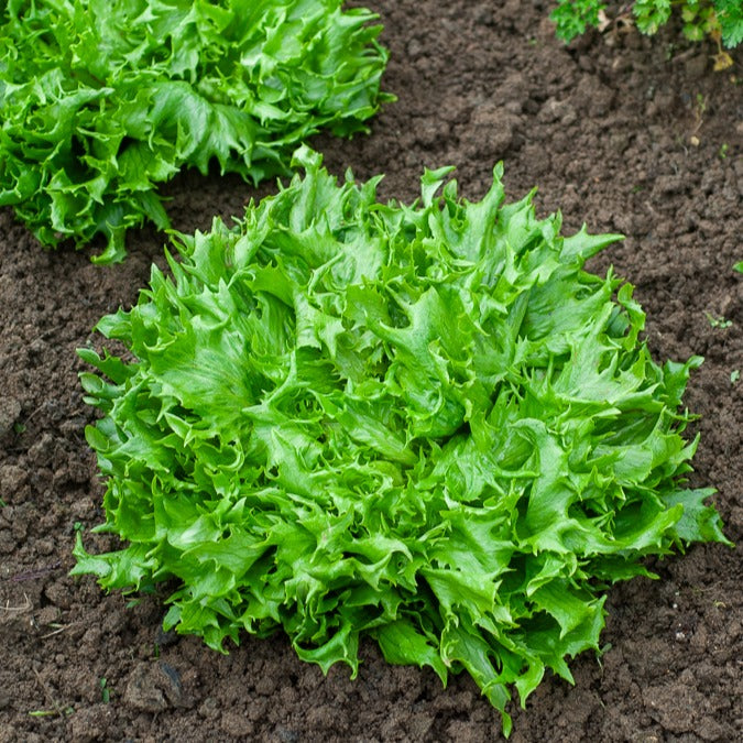 Laitue batavia Reine des Glaces - Lactuca sativa reine des glaces - Willemse