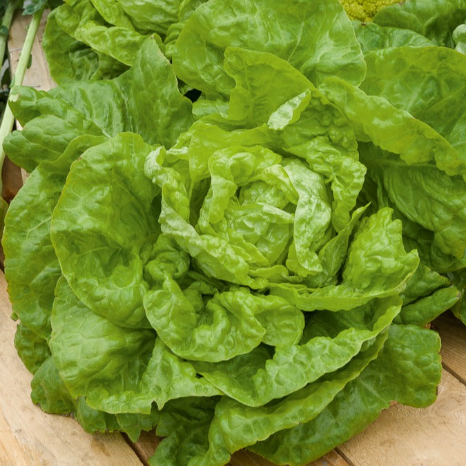 Laitue pommée Merveille d'hiver - Lactuca sativa merveille d'hiver - Willemse
