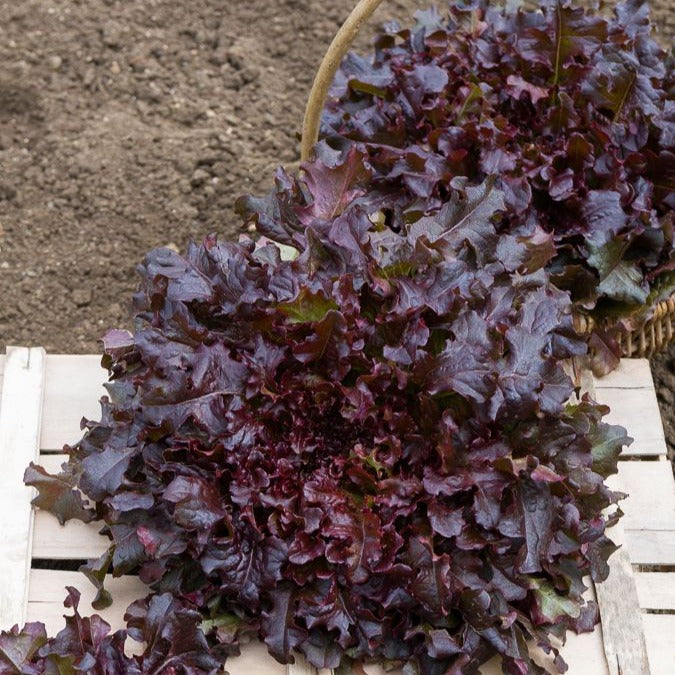 Laitue Red Salad Bowl - Lactuca sativa red salad bowl - Willemse