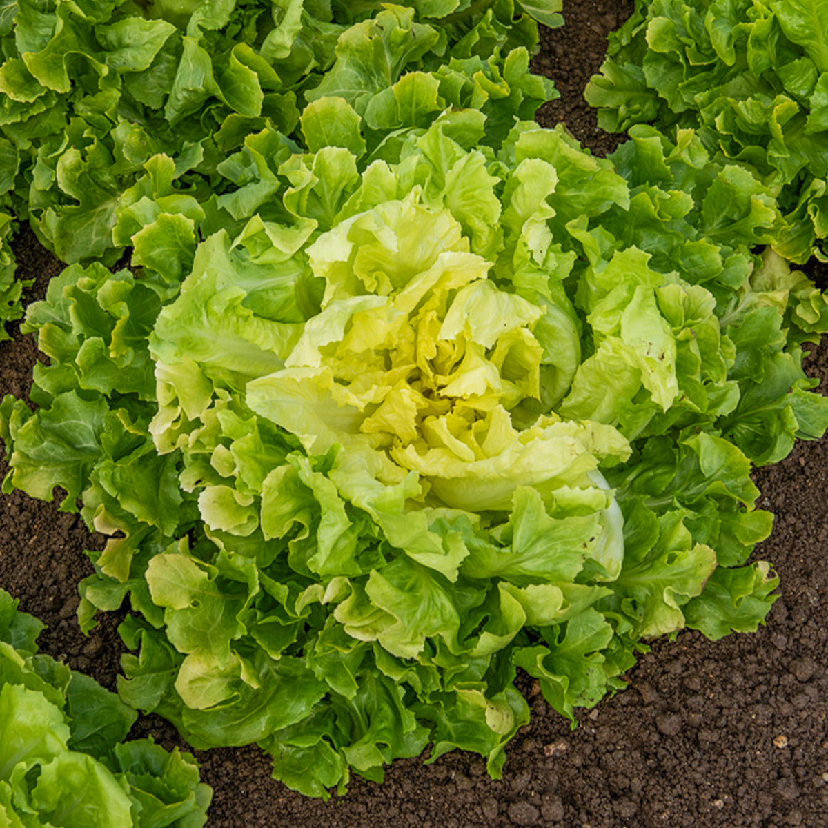 Chicorée scarole Blonde à coeur plein Bio - Cichorium endivia latifolium blonde à coeur plein - Willemse