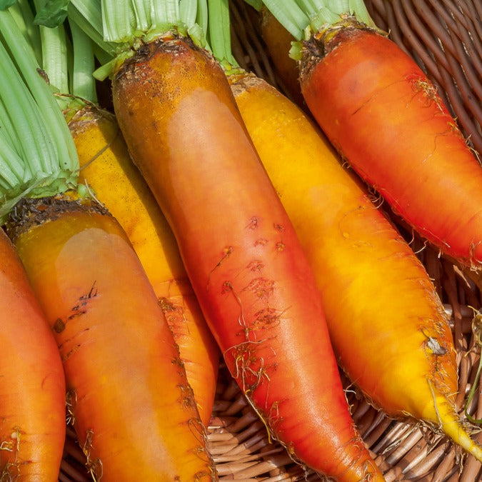 Betterave Jaune Géante de Vauriac - Beta vulgaris jaune géante de vauriac - Willemse