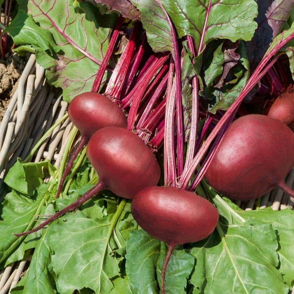 Collection de betteraves rouges : Egypte, Detroit, Cylindra - Collection betteraves rouges : D'Egypte(6g), De Detroit 2 (6g), Cylin - Willemse