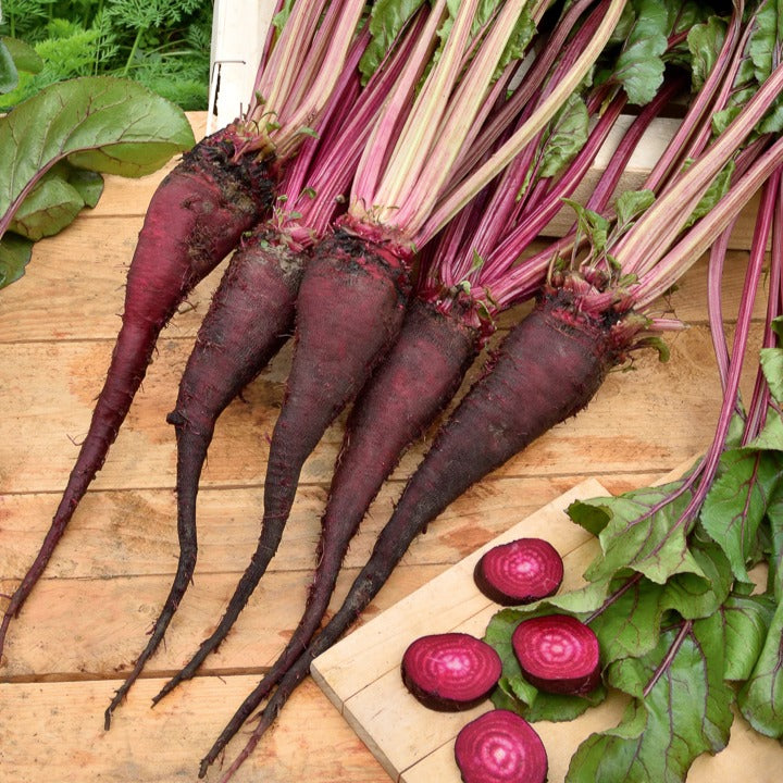 Betterave rouge Crapaudine - Beta vulgaris crapaudine - Willemse