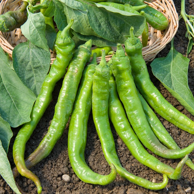 Piment Doux très long des Landes