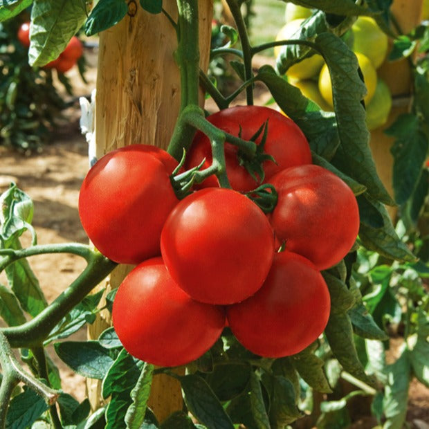 Tomate Montfavet 63/5 F1 - Solanum lycopersicum montfavet 63/5 f1 (obt. inra) - Potager