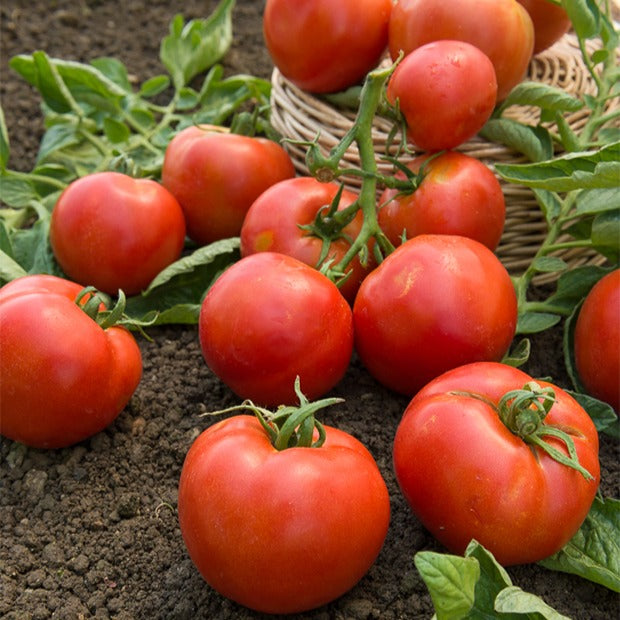 Tomate Montfavet 63/5 F1 - Solanum lycopersicum montfavet 63/5 f1 (obt. inra) - Graines de fruits et légumes