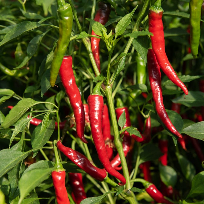 Piment de Cayenne - Capsicum annuum cayenne - Willemse