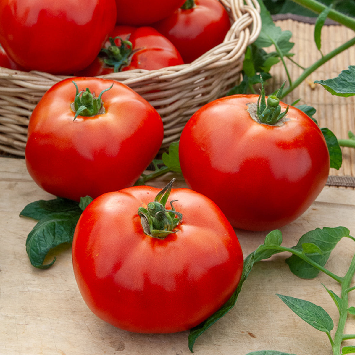 Tomate Merveille des marchés - Solanum lycopersicum Merveille des Marchés - Willemse