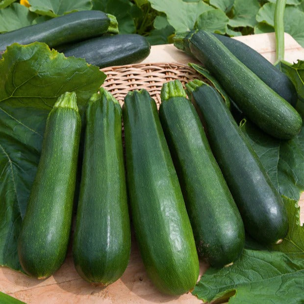 Collection de 7 sachets de graines pour potager - - Willemse