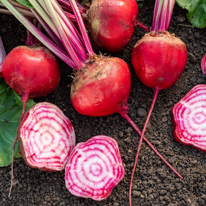 Betterave rouge Chioggia