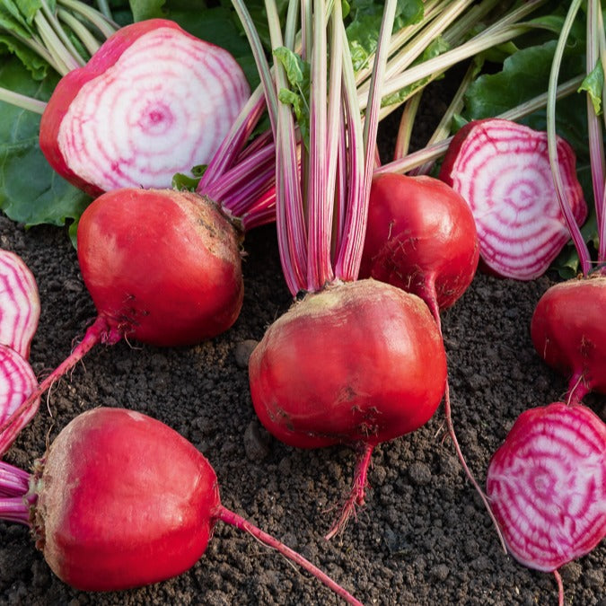 Betterave rouge Chioggia