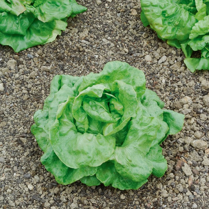 Laitue pommée Du Bon Jardinier