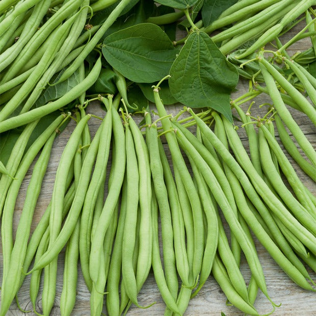 Haricot nain Cupidon - Phaseolus vulgaris nain cupidon (obt. gautier) - Graines de fruits et légumes