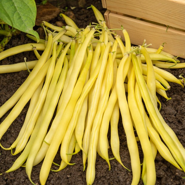 Haricot nain beurre De Rocquencourt - Phaseolus vulgaris de rocquencourt - Haricots