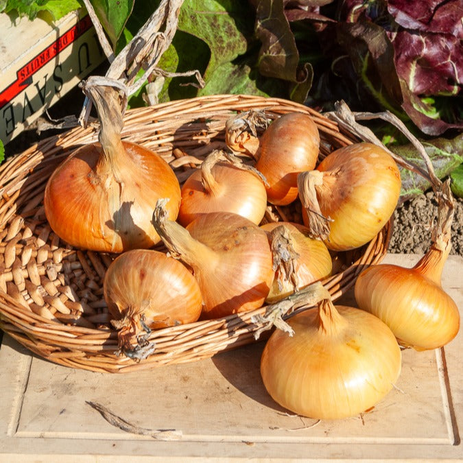 Oignon jaune Paille des Vertus - Allium cepa Paille des Vertus - Willemse
