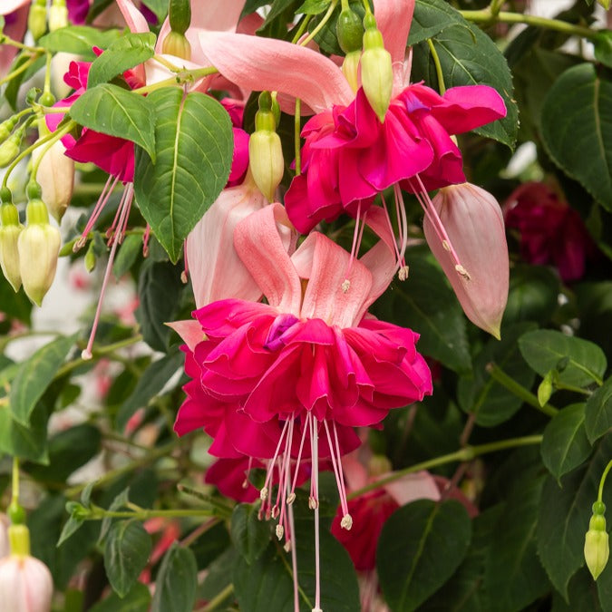 6 Fuchsias en mélange - Fuchsia Bicentennial, Dark Eyes, Bella Rosella - Willemse