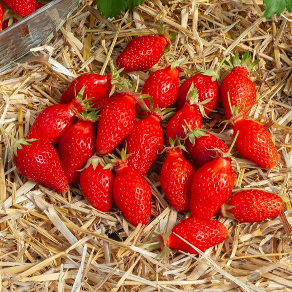 Fraisier Gariguette - Fragaria x ananassa Gariguette - Willemse