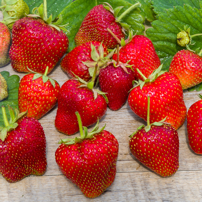 20 Fraisiers Maxim - Fragaria maxim - Willemse