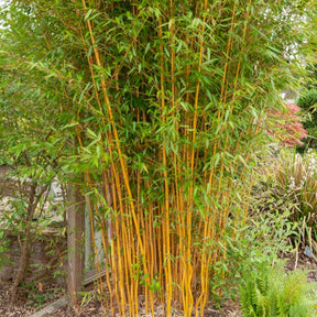 Bambou traçant jaune - Phyllostachys aureosulcata aureocaulis