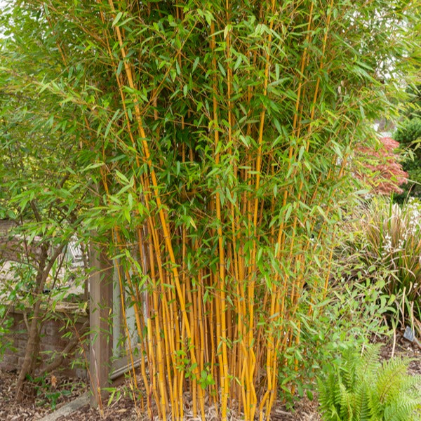 Bambou traçant jaune - Phyllostachys aureosulcata aureocaulis