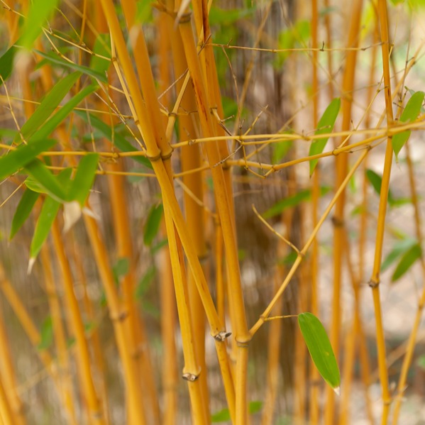 Bambou traçant jaune - Phyllostachys aureosulcata aureocaulis - Willemse