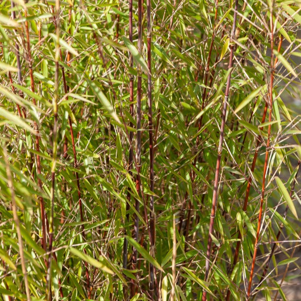 Bambou à cannes Rouges non-traçant - Fargesia Jiuzhaigou genf