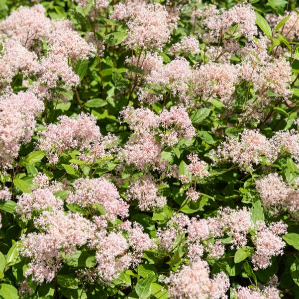 Céanothe Marie Simon - Ceanothus x pallidus marie simon