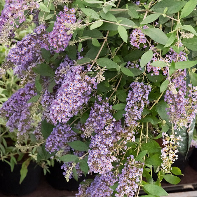 Arbre à papillons Dreaming Lavender - Buddleja dreaming lavender - Arbres aux papillons