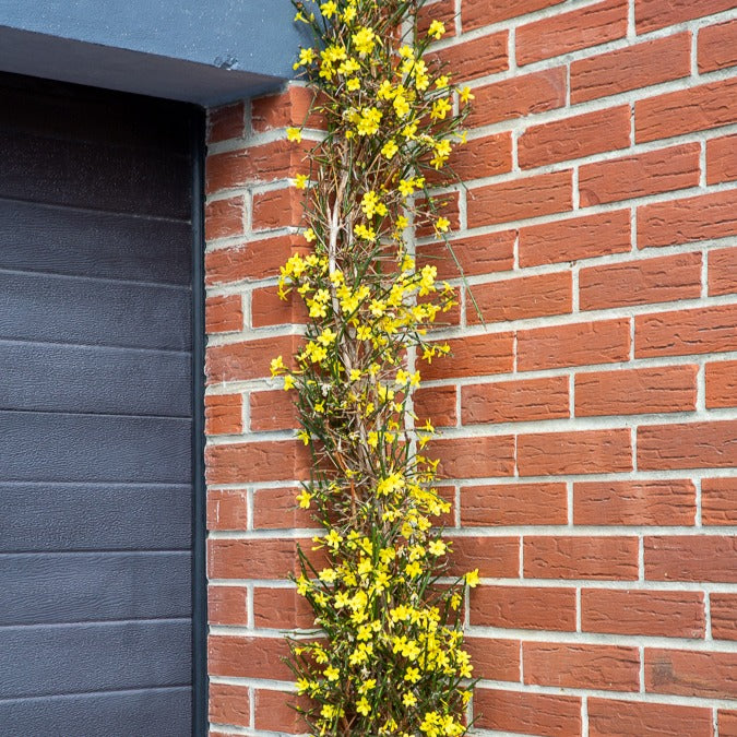 Jasmin d'hiver - Jasminum nudiflorum - Willemse