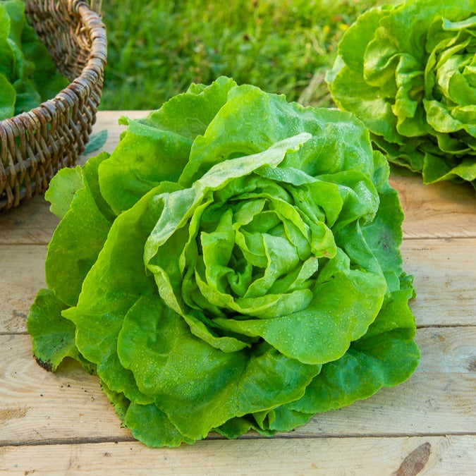 Laitue pommée Appia - Lactuca sativa Appia - Willemse