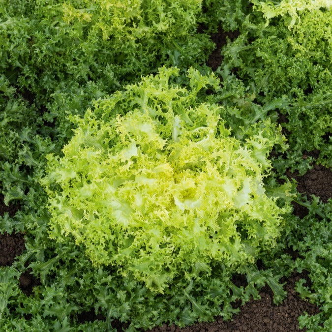 Chicorée frisée De Ruffec