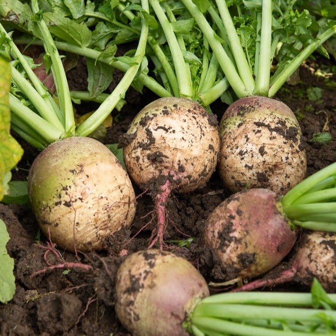 Radis Red Meat - Raphanus sativus red meat - Willemse