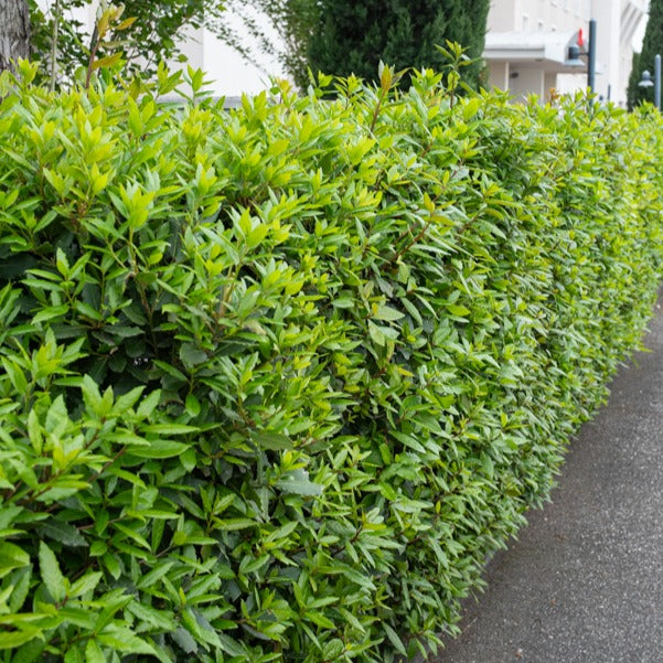 Laurier sauce - Laurus nobilis - Willemse