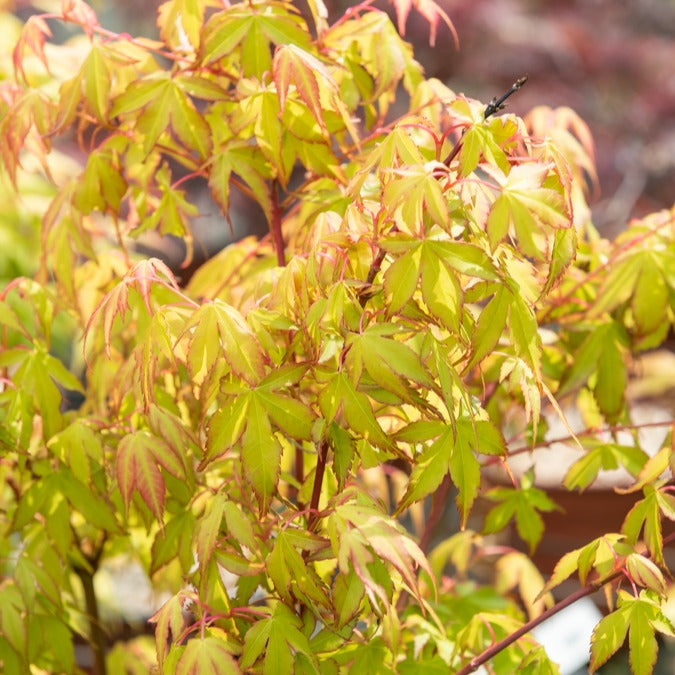 Érable Du Japon Acer Palmatum Orange Dream - Arbuste Caduc Pot Jardin