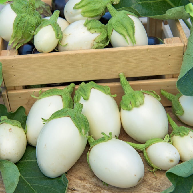 Aubergine Blanche ronde à oeufs