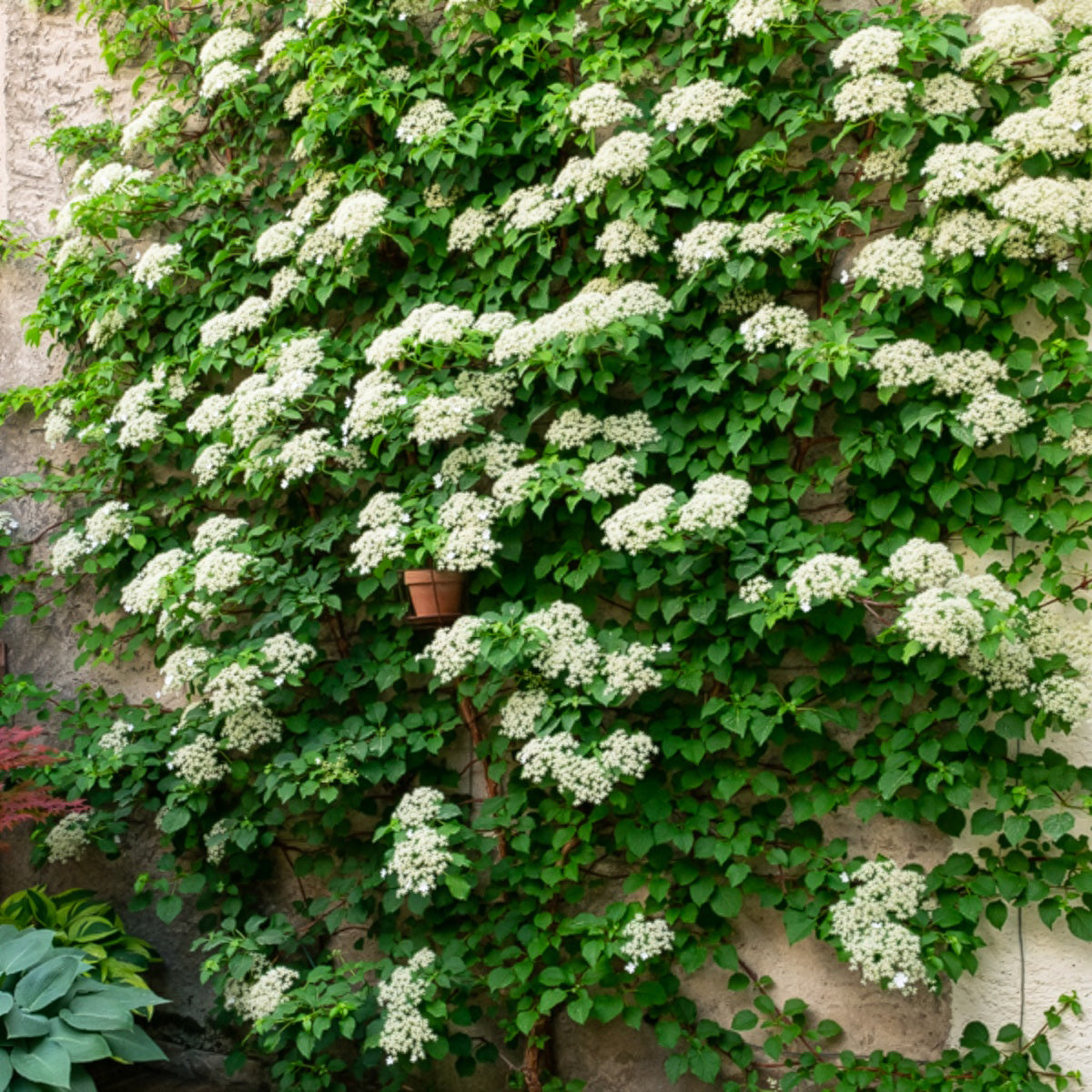 Collection de 3 grimpantes : jasmin, glycine, hortensia grimpant - Trachelospermum jasminoides, wisteria, hydrangea p - Willemse