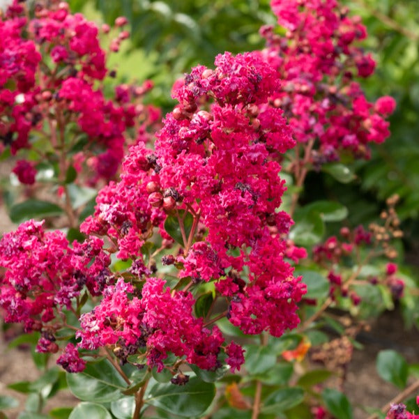 Lilas des Indes Braise d'été ® Indybra - Lagerstroemia indica braise d'été® ‘indybra’ - Lilas des Indes