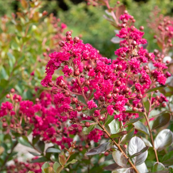 Lilas des Indes Braise d'été ® Indybra - Lagerstroemia indica braise d'été® ‘indybra’ - Willemse