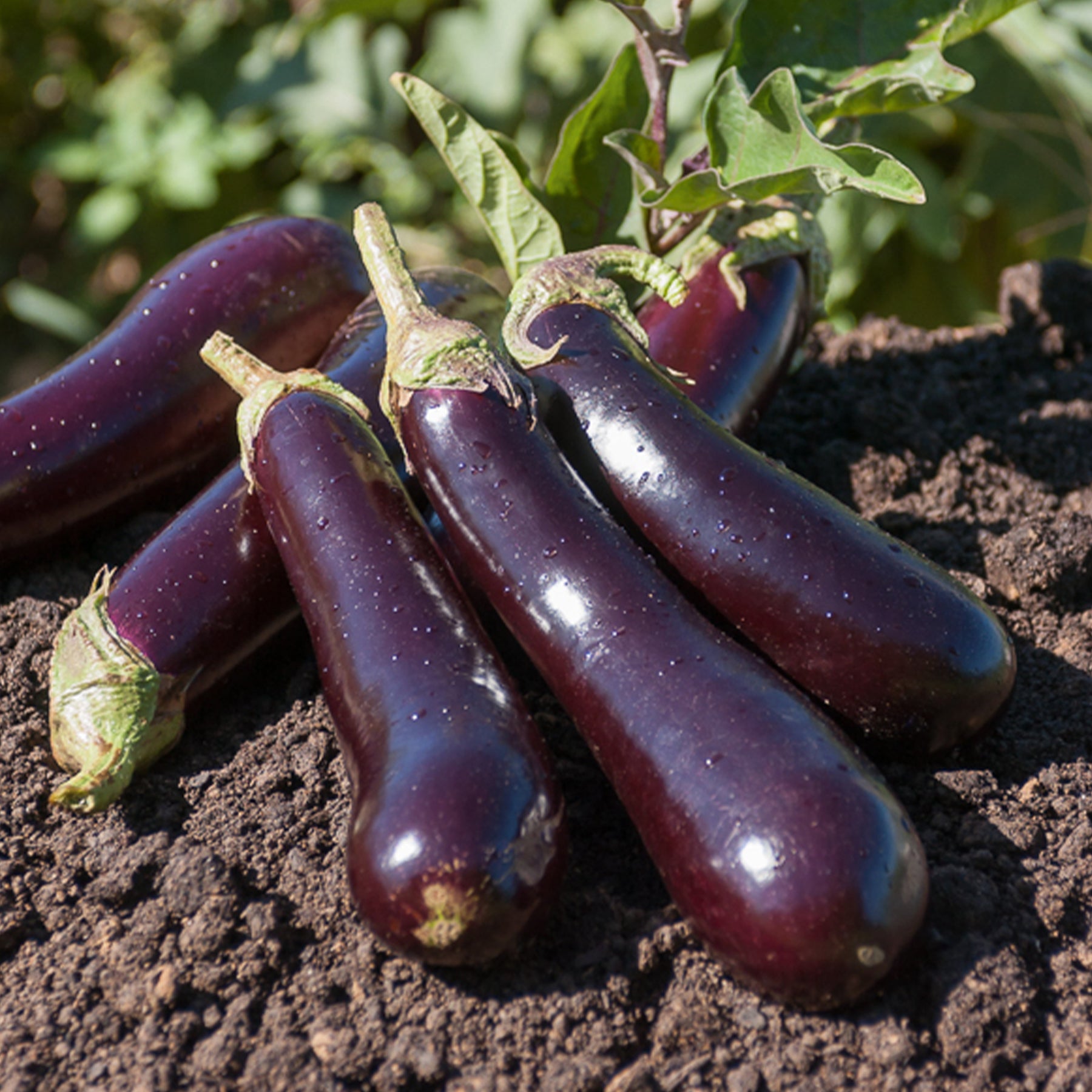 Aubergine Violette de Barbentane - Solanum melongena violette de barbentane - Potager