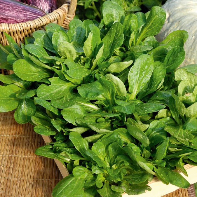 Mâche Gala - Valerianella locusta gala - Willemse